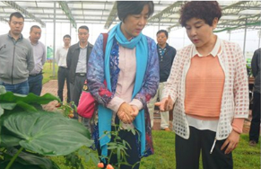天朗控股集团董事长孙茵女士一行赴湖南天泉草业参观考察